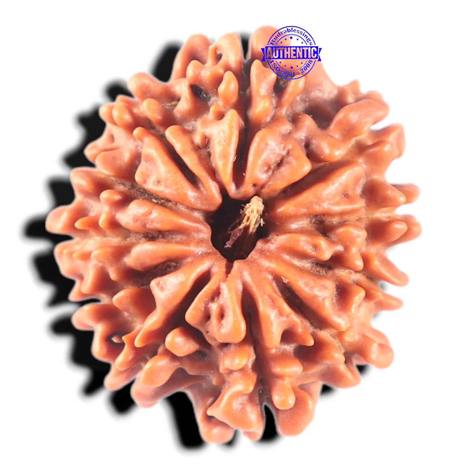 Rudraksha