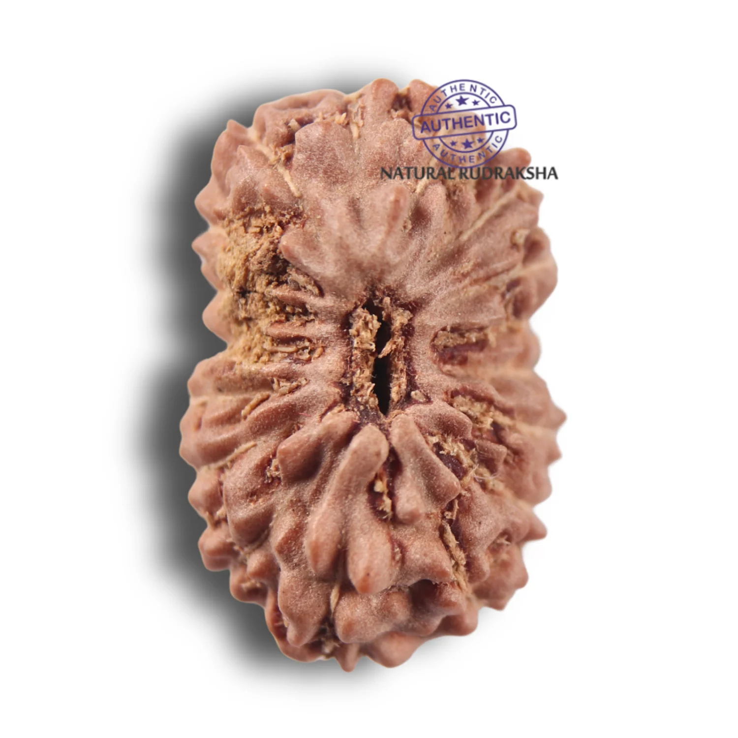 17 Mukhi Rudraksha from Indonesia