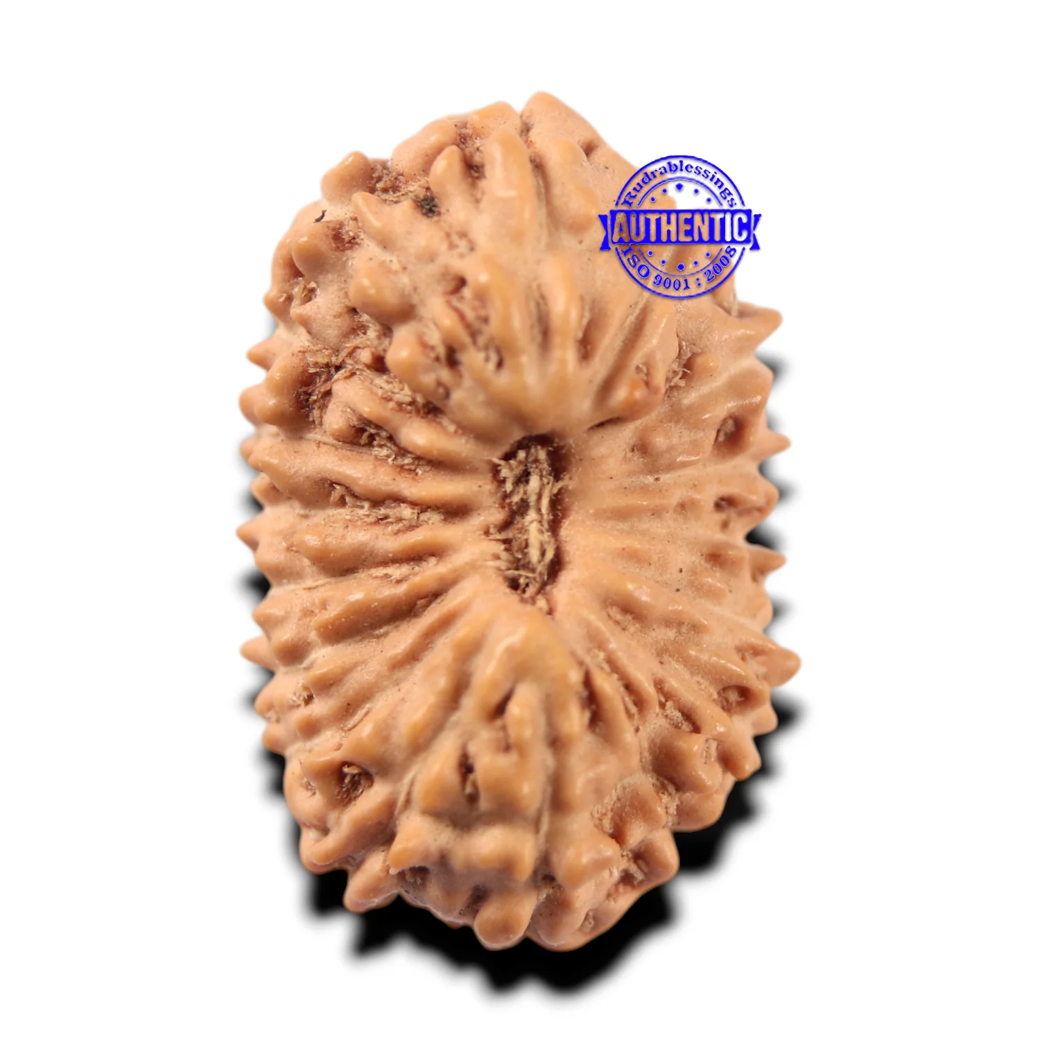 17 Mukhi Rudraksha